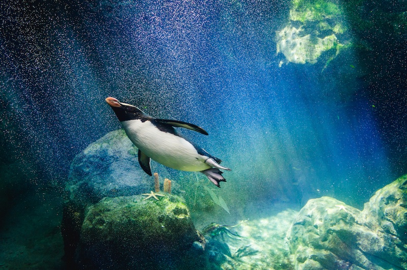 A day in the life of a Typical Zoo penguin